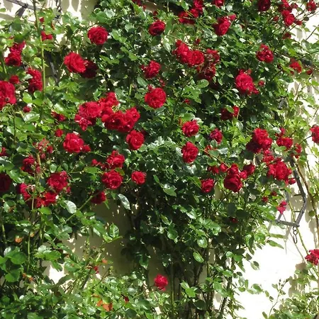 Ferienbauernhof Liesenberg Meerblickhaus Wellenreiter Dom wakacyjny Fehmarn