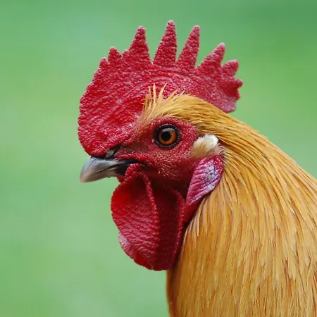 Ferienbauernhof Liesenberg Meerblickhaus Wellenreiter פהמארן